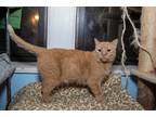 Adopt Holly a Orange or Red Tabby Munchkin (short coat) cat in Chicago