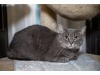 Adopt Star a Gray or Blue (Mostly) Russian Blue (short coat) cat in Chicago