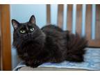 Adopt Elvira a All Black Maine Coon (long coat) cat in Chicago, IL (40505126)