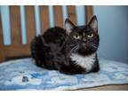 Adopt Whitesocks a Black & White or Tuxedo Domestic Shorthair (short coat) cat
