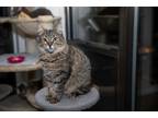Adopt Rose a Brown Tabby Siberian (medium coat) cat in Chicago, IL (40505082)