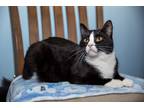Adopt Jay a Black & White or Tuxedo American Bobtail (short coat) cat in