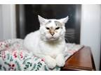Adopt Paddle Paws a White (Mostly) Siamese (short coat) cat in Chicago