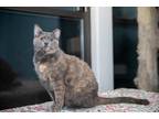 Adopt Cinnamon a Tortoiseshell Domestic Shorthair (short coat) cat in Chicago