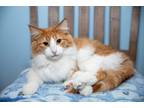 Adopt Carrot Cake a Orange or Red (Mostly) Maine Coon (long coat) cat in