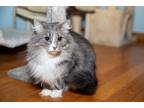 Adopt Claudia a Gray or Blue (Mostly) Domestic Shorthair (long coat) cat in