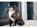 Adopt Tiffany a Calico or Dilute Calico Domestic Shorthair (short coat) cat in