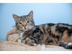 Adopt Honey a Brown Tabby Domestic Shorthair (short coat) cat in Chicago
