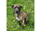 Adopt Baby Girl a Brindle American Pit Bull Terrier / Mixed Breed (Medium) /