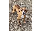 Adopt Kinley a Brindle American Pit Bull Terrier / Mixed Breed (Medium) / Mixed