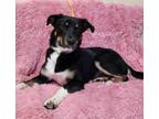 Adopt Teavana a Black Mixed Breed (Medium) / Mixed dog in Atchison