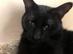 Adopt Corneilus a All Black Domestic Shorthair (short coat) cat in Tehachapi