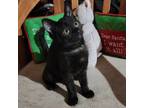 Adopt Sporty a Black (Mostly) Domestic Shorthair (short coat) cat in Tehachapi