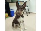 Adopt KitKat a Brown/Chocolate - with White German Shepherd Dog / Mixed dog in