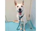 Adopt Enzo a White - with Black Siberian Husky / German Shepherd Dog / Mixed dog