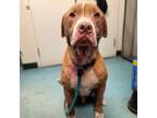 Adopt Rugby a Brown/Chocolate - with White Labrador Retriever / Pit Bull Terrier