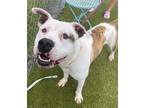Adopt LUKE a White Mixed Breed (Large) / Mixed dog in Port St Lucie