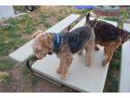 Adopt Oddi a Black - with Tan, Yellow or Fawn Terrier (Unknown Type