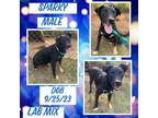 Adopt Sparky a White Labrador Retriever / Mixed dog in Caldwell, TX (40503117)