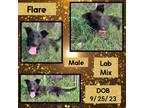 Adopt Flare a White Labrador Retriever / Mixed dog in Caldwell, TX (40503116)