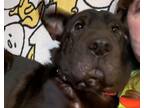 Adopt Soni a Black Shar Pei / Mixed dog in Onancock, VA (40475922)