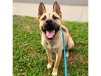 Adopt Riptide a Tan/Yellow/Fawn - with Black German Shepherd Dog / Mixed dog in