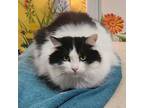 Adopt Shelly a Black & White or Tuxedo Domestic Mediumhair (medium coat) cat in