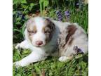 Australian Shepherd Puppy for sale in White Cloud, MI, USA