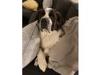 Adopt Beethoven a White - with Brown or Chocolate St. Bernard / Mixed dog in