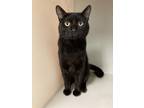 Adopt Shadow a Domestic Shorthair / Mixed (short coat) cat in Genoa