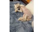 Adopt Frufroo a White - with Tan, Yellow or Fawn Chinese Crested / Mixed dog in