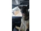 Adopt Hendie a German Shepherd Dog / Mixed dog in Henderson, KY (40500887)