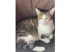 Adopt Pepper a Brown Tabby Domestic Shorthair (short coat) cat in Grass Valley