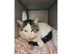 Adopt Griswold a White (Mostly) Domestic Shorthair (short coat) cat in Grass