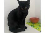 Adopt Diamond a Black (Mostly) Domestic Shorthair (short coat) cat in Grass