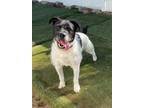 Adopt Pepe a White - with Black Jack Russell Terrier / Pit Bull Terrier / Mixed