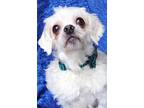 Adopt Odie Tzu a Shih Tzu / Mixed dog in Cuba, NY (40417655)