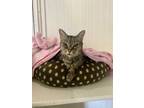 Adopt Grace a Brown Tabby Domestic Shorthair (short coat) cat in Grass Valley