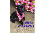Adopt Alpha- Stray a Black American Pit Bull Terrier / Mixed Breed (Medium) /