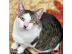 Adopt Sassy a Domestic Shorthair / Mixed (short coat) cat in Maryville