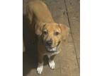 Adopt Lillie a Red/Golden/Orange/Chestnut Black Mouth Cur / Boxer / Mixed dog in