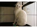 Adopt Babs a White (Mostly) American Shorthair (short coat) cat in New Milford