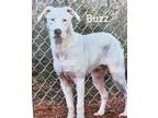 Adopt Buzz a White Mixed Breed (Large) / Mixed dog in Wautoma, WI (40500238)