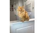 Adopt Hank a Orange or Red Domestic Longhair / Domestic Shorthair / Mixed (long