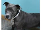 Adopt Moxxi a American Pit Bull Terrier / Mixed dog in Neillsville