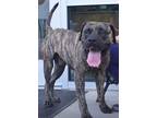 Adopt Brutus a Brindle Mastiff / Mixed dog in Moncks Corner, SC (35194761)