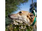 Adopt China a Tan/Yellow/Fawn Greyhound / Mixed dog in El Cajon, CA (40499753)