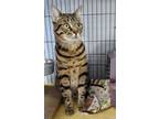 Adopt Sirabi a Domestic Shorthair / Mixed (short coat) cat in Freeport