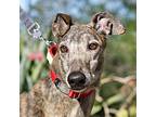 Adopt Skylor a Brindle Greyhound / Mixed dog in El Cajon, CA (40499756)