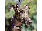 Adopt Ringo a Brindle Greyhound / Mixed dog in El Cajon, CA (40499742)